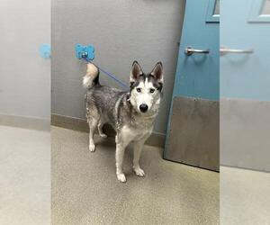 Siberian Husky-Unknown Mix Dogs for adoption in Las Vegas, NV, USA
