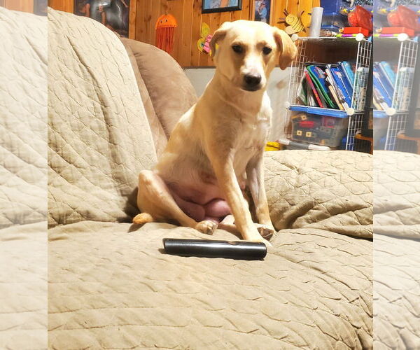 Medium Photo #11 Labrador Retriever-Unknown Mix Puppy For Sale in Plymouth, MN, USA