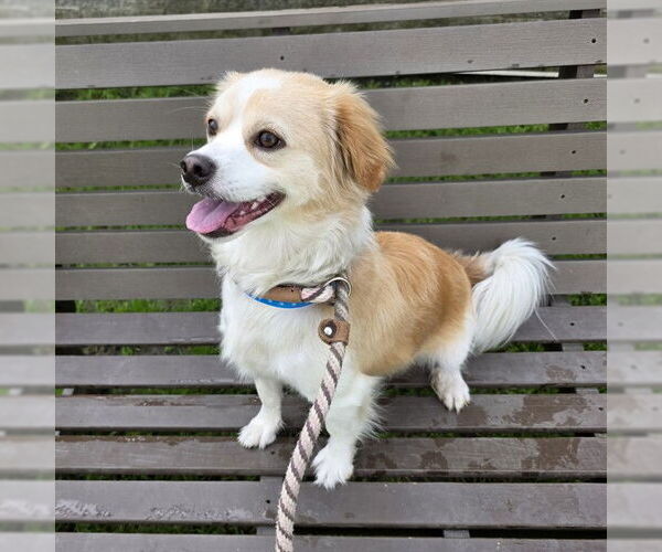 Medium Photo #1 Peke-A-Pap Puppy For Sale in Long Beach, CA, USA