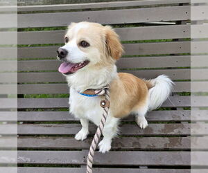 Peke-A-Pap Dogs for adoption in Long Beach, CA, USA