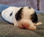 Small #6 Bernedoodle (Miniature)