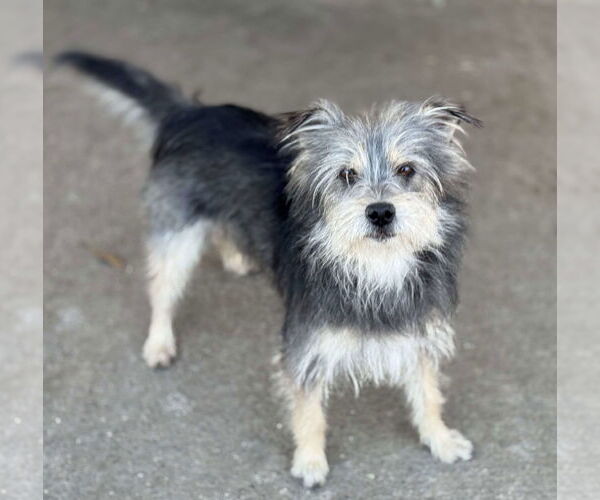 Medium Photo #3 Mutt Puppy For Sale in La Verne, CA, USA