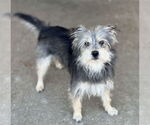 Small #2 Mutt