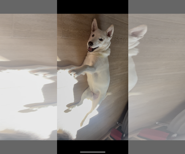 Medium Photo #4 Labrador Retriever-Unknown Mix Puppy For Sale in Agoura Hills, CA, USA