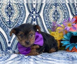 Yorkshire Terrier Puppy for sale in LANCASTER, PA, USA