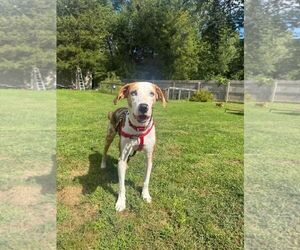 Hailey - Female Australian Shepherd-Unknown Mix Dog for Adoption - Photo #4