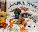 Puppy Hulk German Shorthaired Pointer