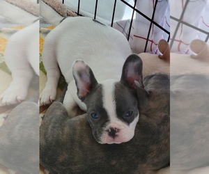 French Bulldog Puppy for Sale in PORT MATILDA, Pennsylvania USA