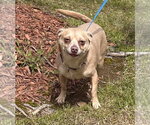 Small #3 Chihuahua
