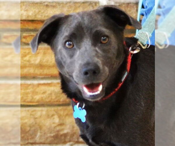 Medium Photo #1 Labrador Retriever-Unknown Mix Puppy For Sale in Germanton, TN, USA