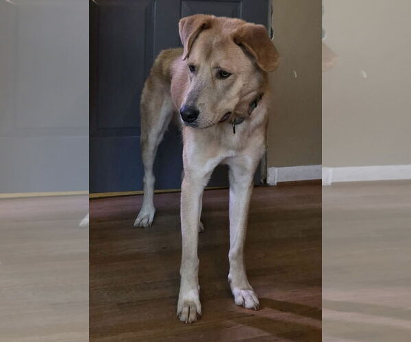 Medium Photo #3 Anatolian Shepherd-Unknown Mix Puppy For Sale in Rustburg, VA, USA