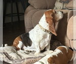 Small #2 Basset Hound