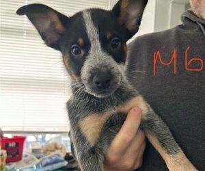 Australian Cattle Dog Puppy for sale in PORT CHARLOTTE, FL, USA