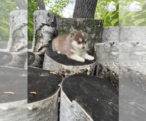 Medium Photo #5 Pomsky Puppy For Sale in STAPLES, MN, USA
