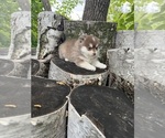 Paprika - Male Pomsky Puppy for Sale - Photo #5