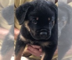 Small Photo #3 Rottweiler Puppy For Sale in MOUNT ORAB, OH, USA