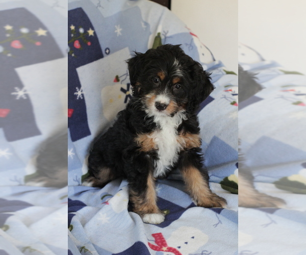 Medium Photo #11 Bernedoodle (Miniature) Puppy For Sale in MILWAUKEE, WI, USA