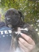 Small Photo #8 Boxer Puppy For Sale in KENNEWICK, WA, USA