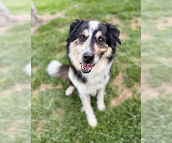 Medium Photo #1 Border Collie-Unknown Mix Puppy For Sale in Salt Lake City, UT, USA