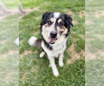 Small Border Collie Mix