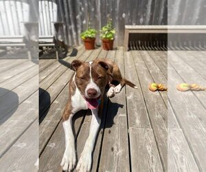 FERGAL aka RAMBO - Male Mutt Dog for Adoption - Photo #4
