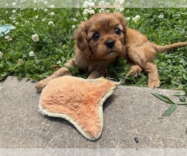 Medium Photo #7 Cavalier King Charles Spaniel Puppy For Sale in KANSAS CITY, MO, USA