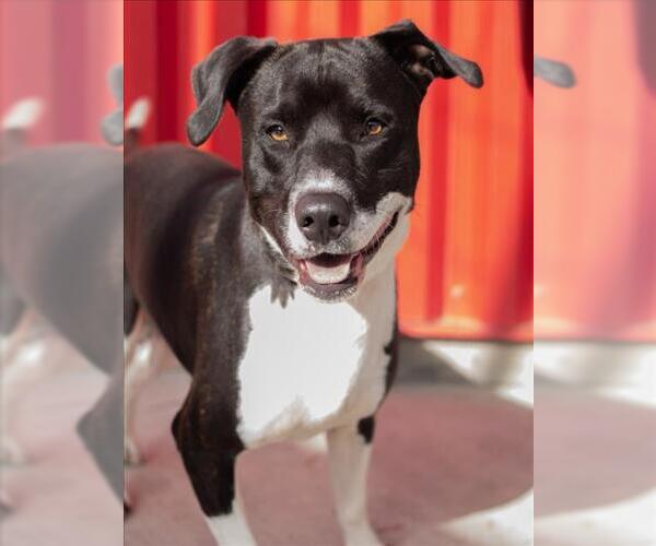 Medium Photo #2 Mutt Puppy For Sale in Tracy, CA, USA