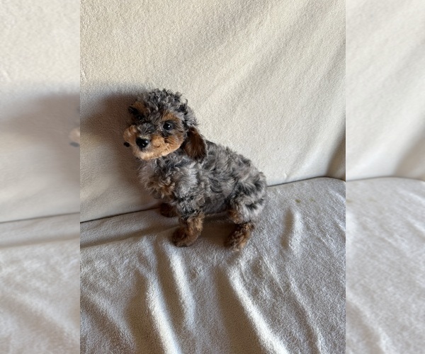 Medium Photo #11 Poodle (Miniature) Puppy For Sale in MUNFORDVILLE, KY, USA