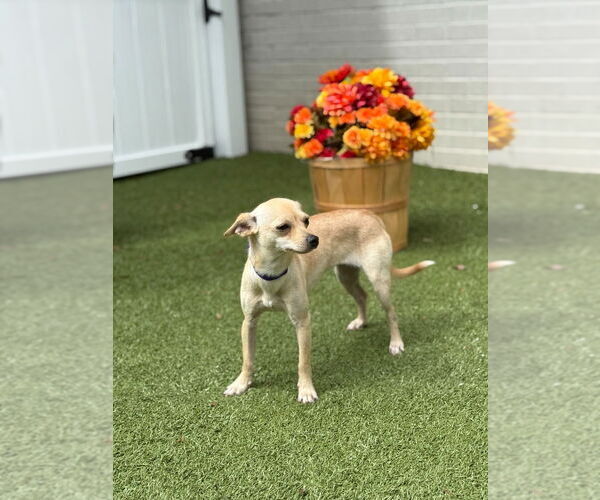 Medium Photo #3 Chihuahua Puppy For Sale in Canton, CT, USA