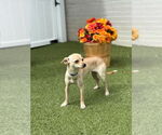 Small #2 Chihuahua