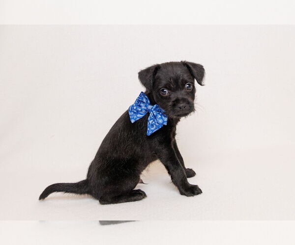 Medium Photo #3 Border Terrier-Chihuahua Mix Puppy For Sale in McKinney, TX, USA