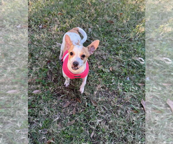 Medium Photo #5 Chihuahua Puppy For Sale in Oak Bluffs, MA, USA