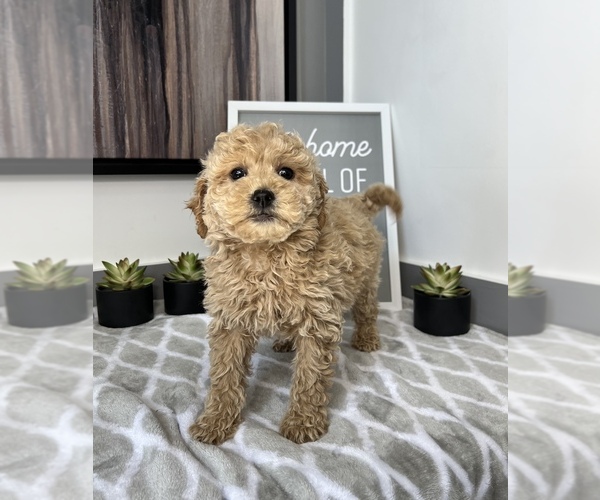 Medium Photo #4 Goldendoodle Puppy For Sale in FRANKLIN, IN, USA