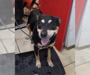 Rottweiler-Unknown Mix Dogs for adoption in El Centro, CA, USA