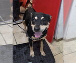 Small Rottweiler Mix