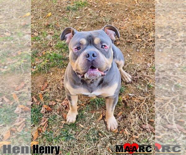 Medium Photo #1 American Bulldog Puppy For Sale in Maryville, TN, USA