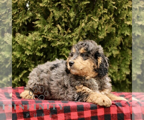 Medium Photo #2 Bernedoodle (Miniature) Puppy For Sale in LEOLA, PA, USA