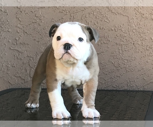 Medium Photo #2 Bulldog Puppy For Sale in SUISUN CITY, CA, USA
