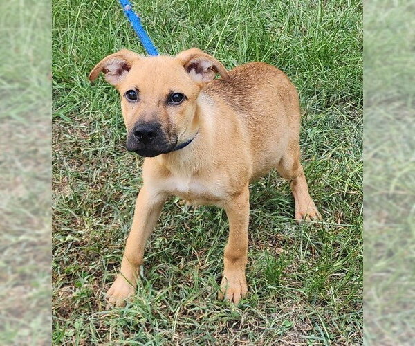 Medium Photo #4 Labrador Retriever-Unknown Mix Puppy For Sale in Wetumpka, AL, USA