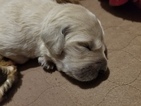 Small Photo #16 Goldendoodle Puppy For Sale in DALLAS, GA, USA