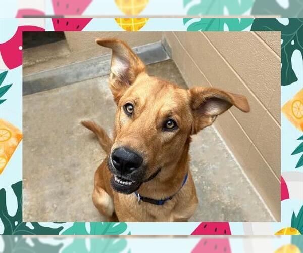 Medium Photo #4 German Shepherd Dog Puppy For Sale in Ojai, CA, USA