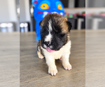 Puppy 2 Akita