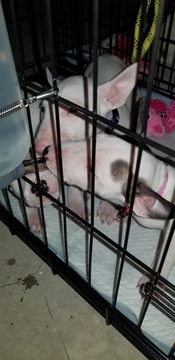 Medium Photo #122 Bull Terrier Puppy For Sale in JACKSON, MI, USA