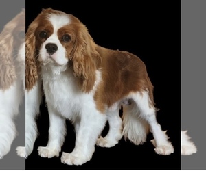 Father of the Cavalier King Charles Spaniel puppies born on 09/08/2025