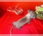 Small #3 American Pit Bull Terrier