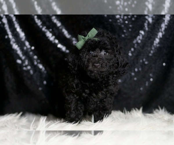Medium Photo #2 Poodle (Miniature) Puppy For Sale in WARSAW, IN, USA