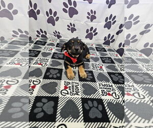 Jack Chi Dogs for adoption in Metairie, LA, USA