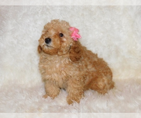 Medium Photo #2 Poodle (Toy) Puppy For Sale in WARRENSBURG, MO, USA