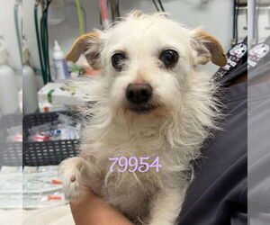 Mutt Dogs for adoption in Chico, CA, USA