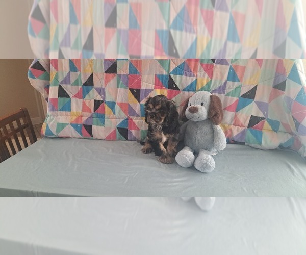 Medium Photo #2 Cocker Spaniel Puppy For Sale in WINDERMERE, FL, USA